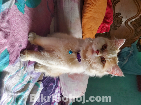 Chailo persian cat